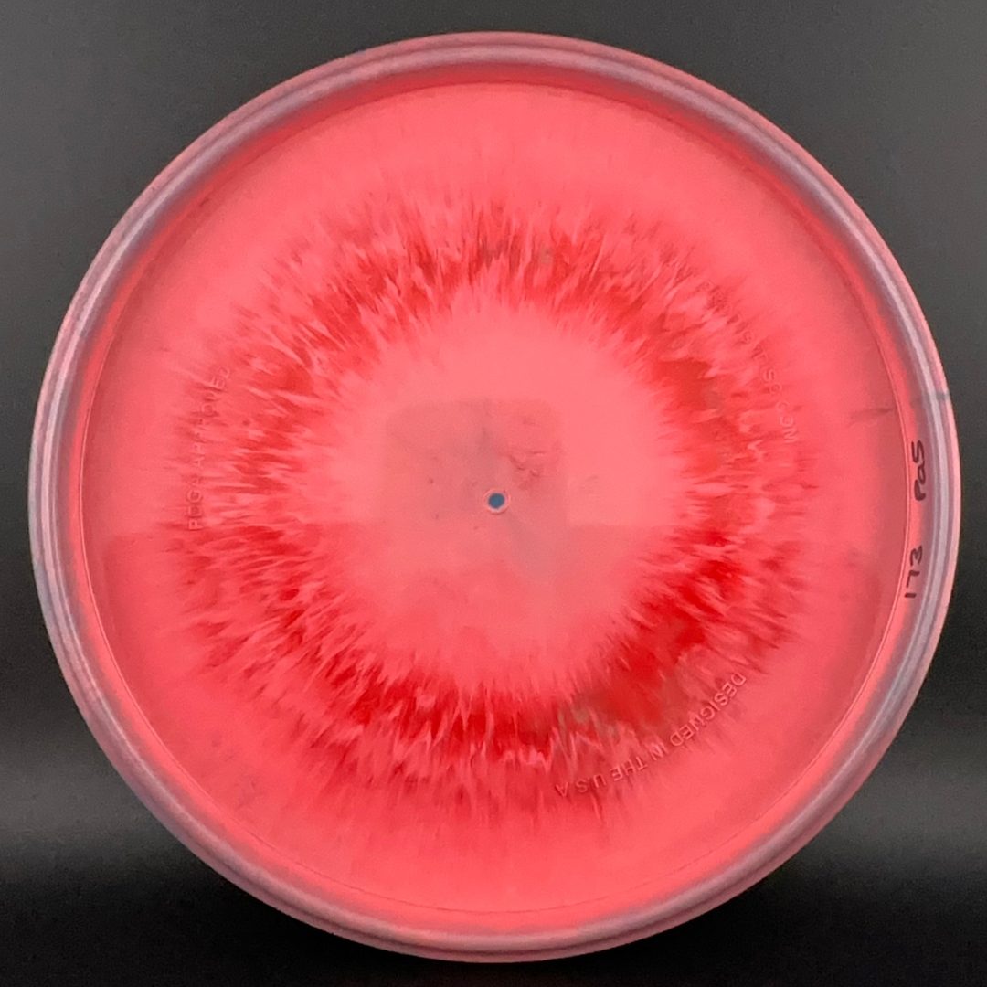 PA-5 750 Spectrum - 2025 Will Schusterick Signature Series Prodigy